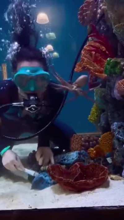 The Octopus just wants to play.