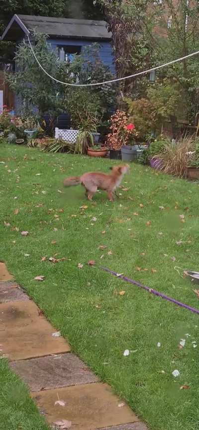 I wish I had his energy in the morning