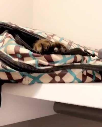 This short video i took of my kitten Atti is my favourite thing in the world.