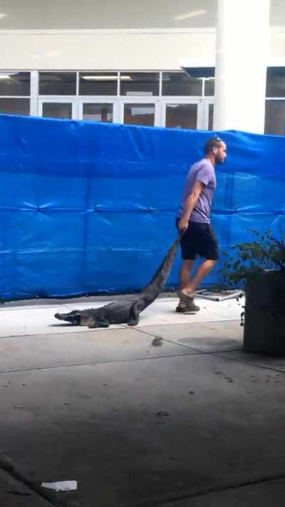 Whenever someone asks me what growing up in Florida was like I just show them this video of this unbothered alligator being dragged out of my high school