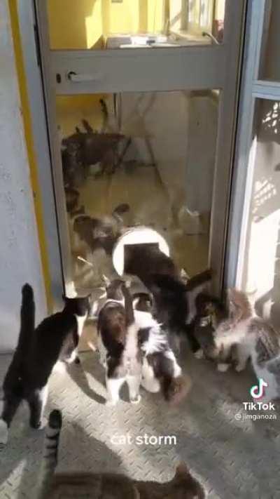 That answers how much cats can fit through the cat door..