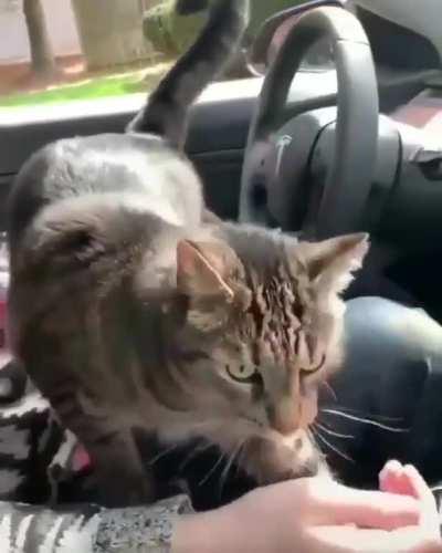 I get pulled over by this office catto everyday