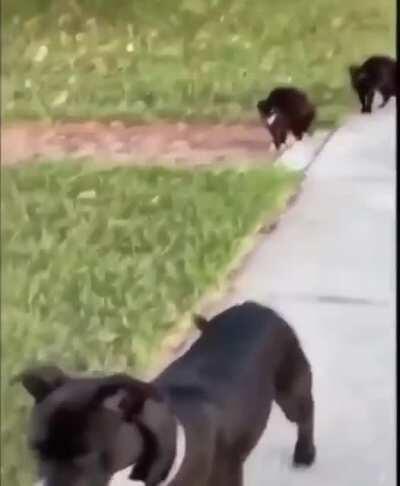 Hell's Kittens run this block...