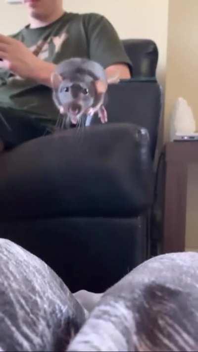 Jumping rat