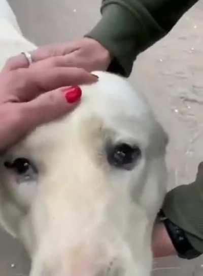 Ukrainian volunteers save dog who’d gone 5 days without food and water under shelling in a village near Vovchansk