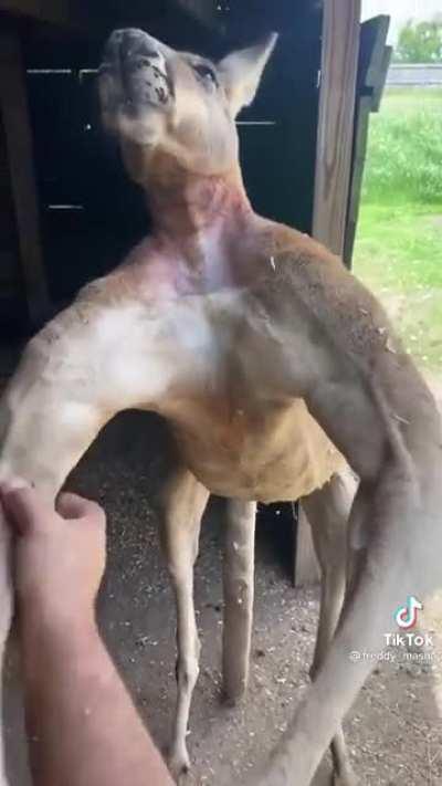 Absolute Unit of a Kangaroo