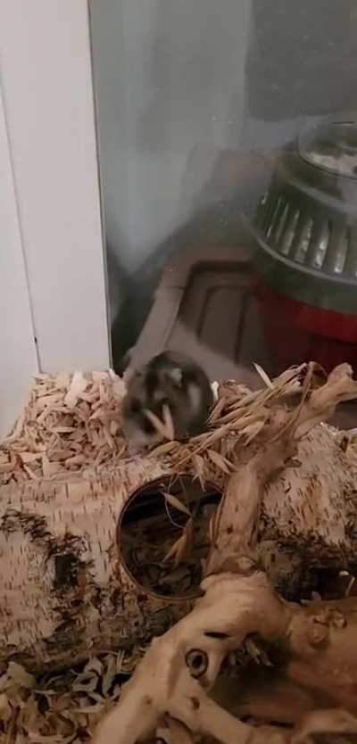 What she does when I call her name lol