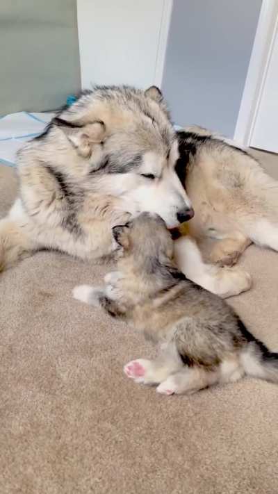 Looking back at some memories - when I fostered a litter of puppies that had been orphaned, because I worked with my local malamute rescue and was one of the first in line to be considered for emergencies like this. Look how sweet my boy, who was only 11 