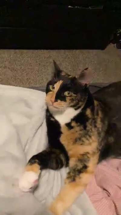 Hold my catnip while I get this off my tongue