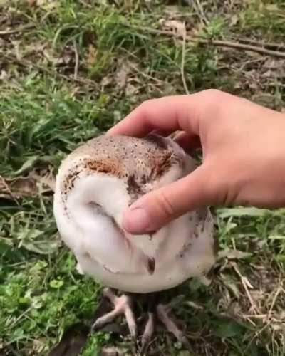 Owl you need is love ❤