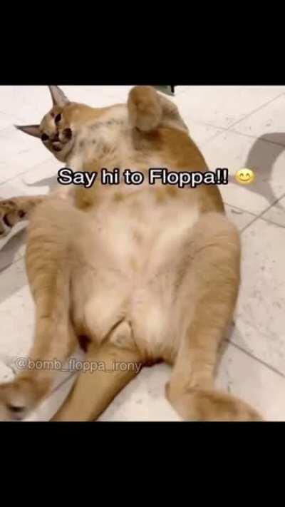 SAY HI TO FLOPPA
