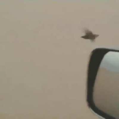 Average Malfestio hunt