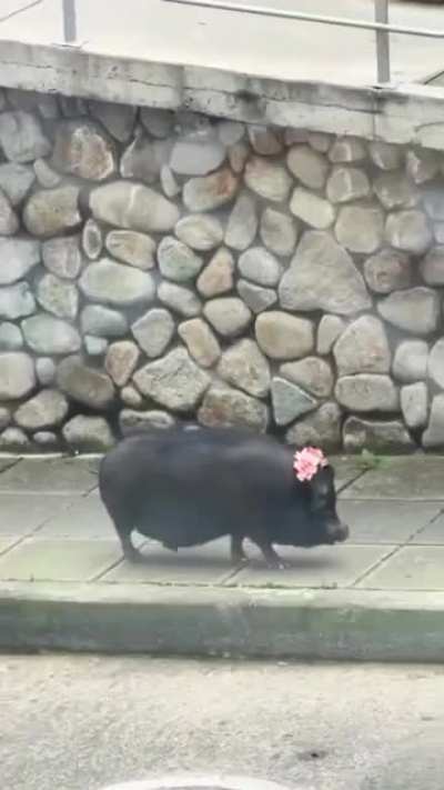 Pretty wunkus walking down the street