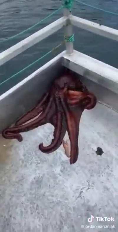 Ȟ̼͕̦͉̬̖̼̈́͋ͪ̍ĕ̴̦͎̠̲͆̔ͮ͌̚ ̖̈́ͨ̆̑ͭͭR͈̻̝̆͌͆͌̎ͧ̆i̥͉͋͑̓̽́ͅŞ̟̺̫͉̥͖͑ͅễ̘̭̯͇͇̩̙̍ͮͧ̔̚S̵̬̞̰̜͑̈́̈́͊!͎͍͖̥̰̺ͧͧ̔ͯ̍͛!̻̘͓̣̞̦͜1̦̬̰̲̤̖