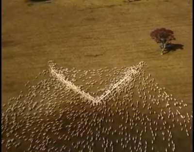 An Australian farmer couldn’t attend the funeral for his aunt so he laid out grain in the shape of a heart so “she can see it through the clouds.”