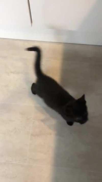 9 week old Moose screams for egg!