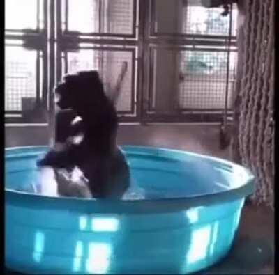 Mono risa reír 🙏🏽