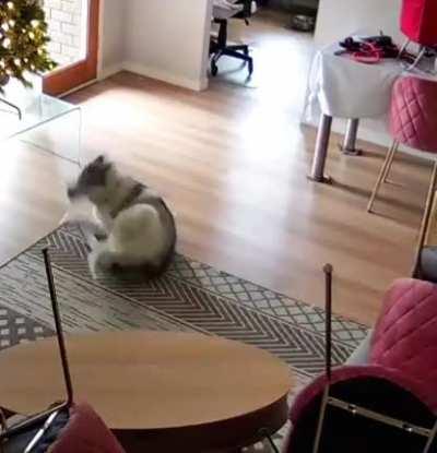 Talk about putting your foot in your mouth