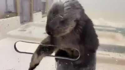 Sea Otter filling her built in pocket with Krill cubes