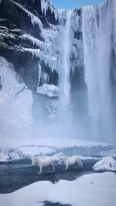 Two unicorns in search of their lost horns…