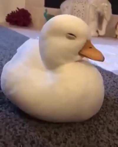 Adorable duck falling asleep