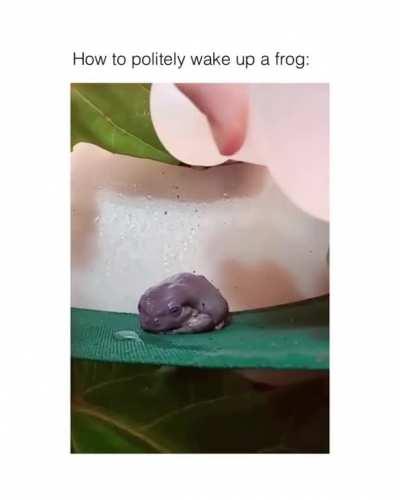 Sleepy frog