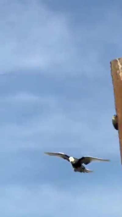 This pigeon in a vertical motion to the ground