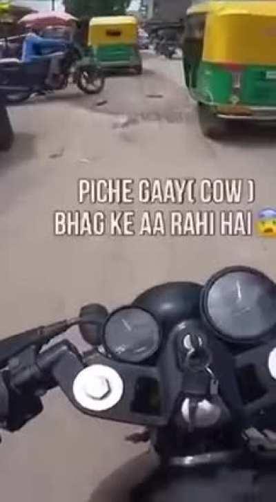 Cow got a little more than mad I guess...