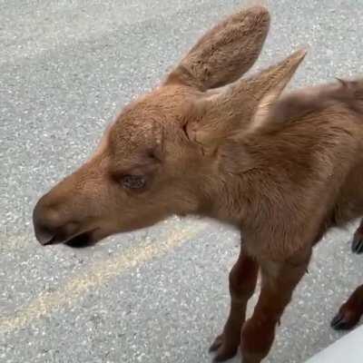 🔥 A curious little moose calf checking out some people in Alaska 🔥