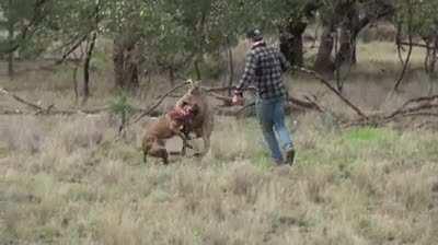 Man punches a Kangaroo to save a dog