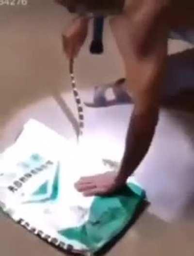 This snek has amazing comedic timing