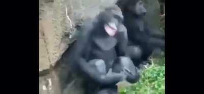 Halo fans going insane while waiting for news on Infinite: