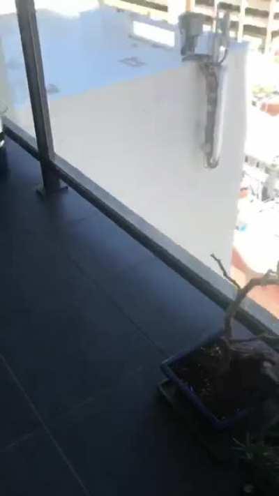 I tried to throw a leaf off the 12th floor. It didn’t want to leave home.