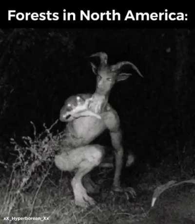 The woods beckon, do you respond?