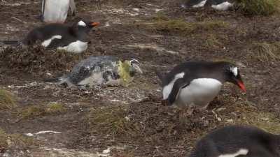 fuck you neighbour penguin