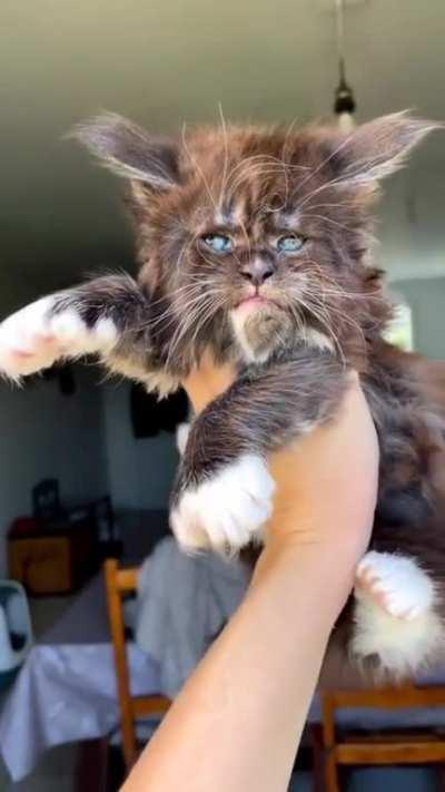I think this is a cat.. but it could be a werewolf.. or maybe an Ewok.