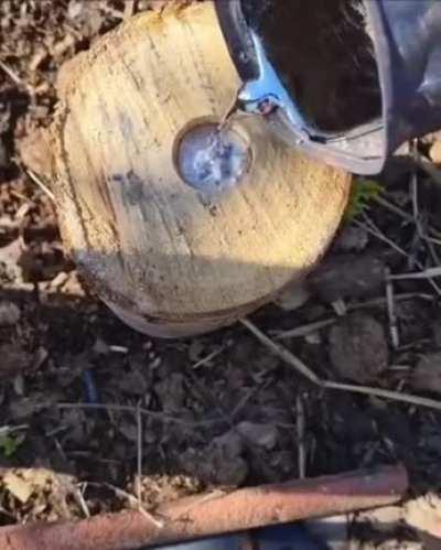 Ah, yes...pouring hot metal in a fresh log still containing water. What can go wrong