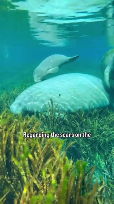 Did you know that Manatees produce milk under the armpit for their young to nurse on? Here's some fun facts about baby manatees!