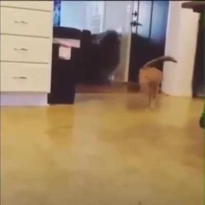 why is kitty acteing weird afterr green leefe