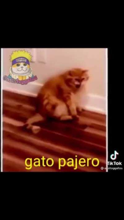 Gatinho