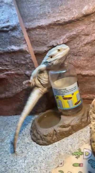 Okay so I know I’m bullying my beardie here, but please tell me this isn’t the funniest shit you’ve ever seen? He was making music. He’s pretty talented. 🥰Mochi🥰