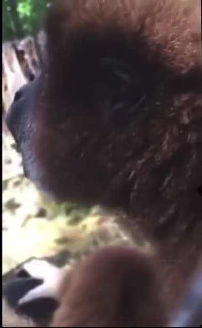 Apes seeing RC tweet just before T+21, I love this 🪑man