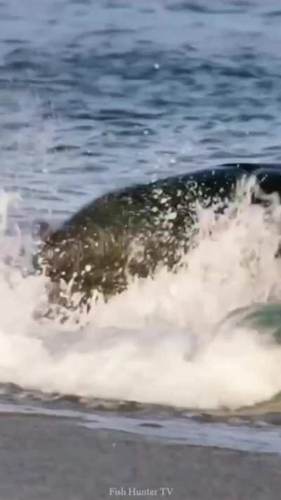 Being thrashed in the shallows by a powerful giant killer