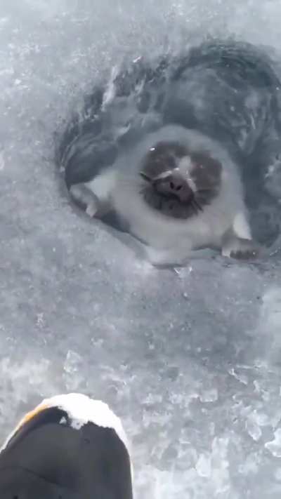 🔥A seal coming up for air.
