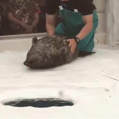 I didn't know seals were made of jello.