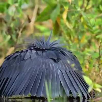 ð¥The Black Heron, Canopy feeding, To Draw Fish In