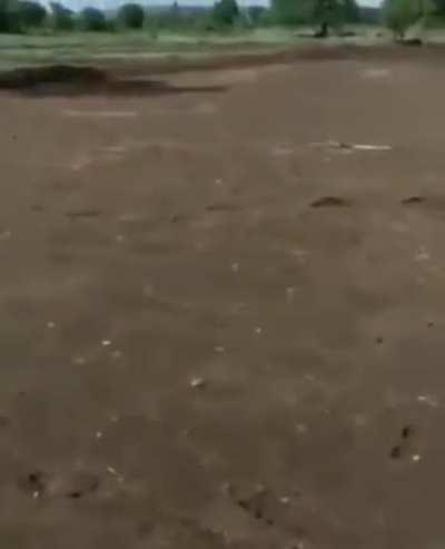 King danger noodle is sick of children