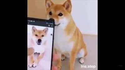 doge from meme.com