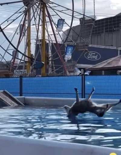 Kept the legs nice and straight at least.