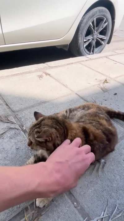 Random street cat cuddles are undefeated ☺️